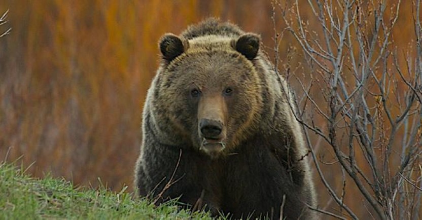 Yellowstone Wildlife Full Day Eco Tour