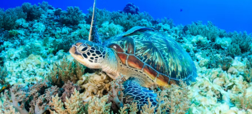Waikiki Turtle Canyon Snorkel and Swim Tour
