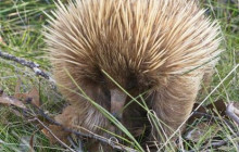 Kangaroo Island Trails3