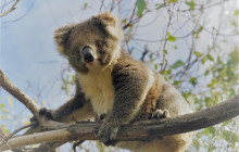 Kangaroo Island Trails7