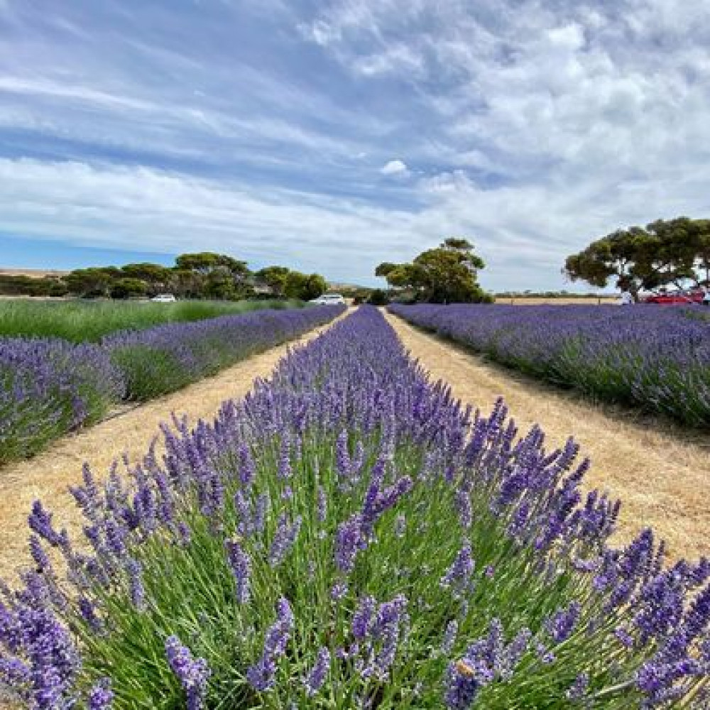 Kangaroo Island - Full Day Tasting Tour