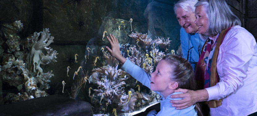 SEA LIFE London Aquarium Ticket