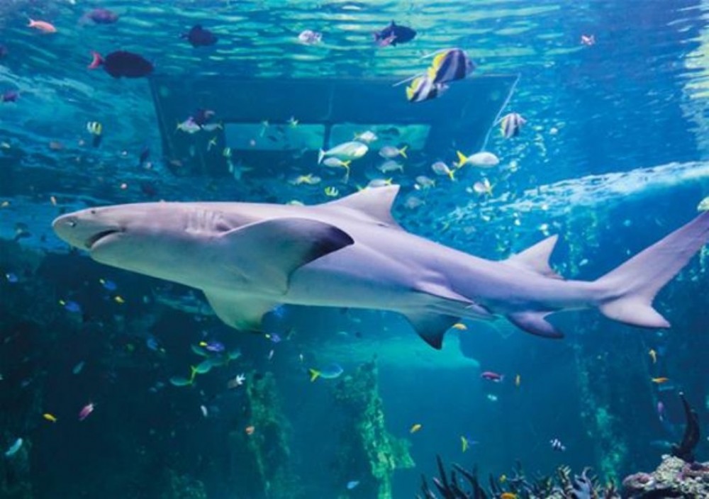 SEA LIFE London Aquarium Ticket London Project Expedition