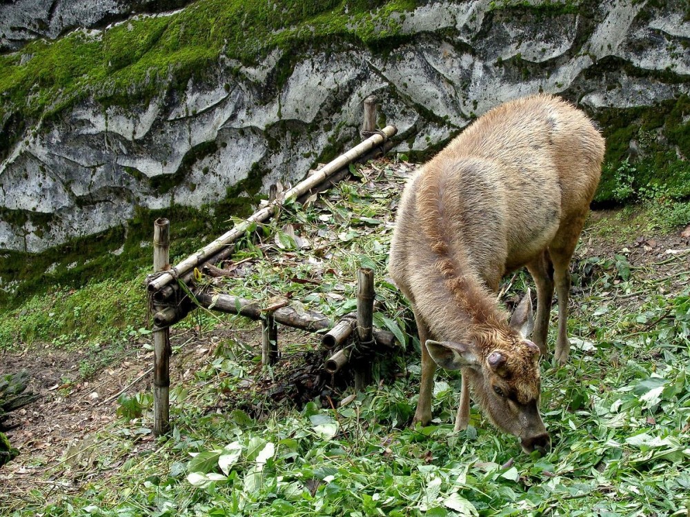 Padmaja Naidu Himalayan Zoological Park