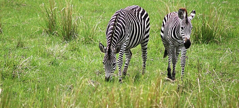 Mosi oa Tunya National Parks Safari