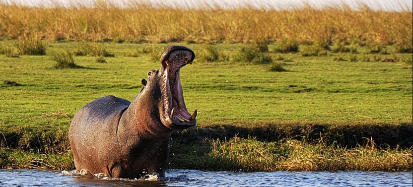 Mosi oa Tunya National Parks Safari