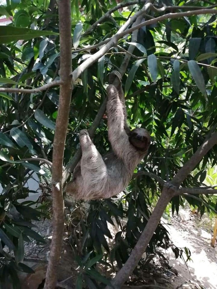 mahogany bay sloth tour