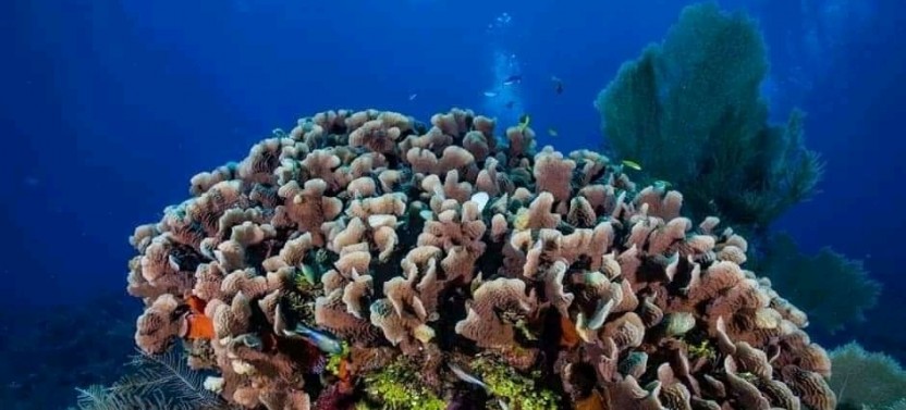 Roatan Wildlife Adventure - Land and Sea from Mahogany Bay