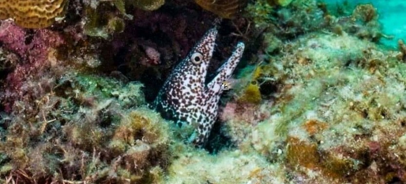 Roatan Wildlife Adventure - Land and Sea from Mahogany Bay