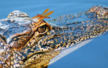 Cajun Pride Swamp tours2