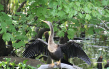 Cajun Pride Swamp tours1