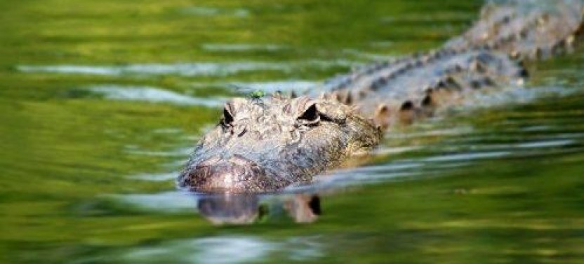 Swamp Tour