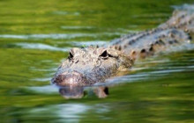 Cajun Pride Swamp tours2