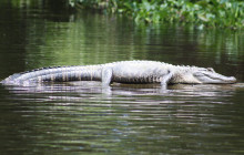 Cajun Pride Swamp tours8