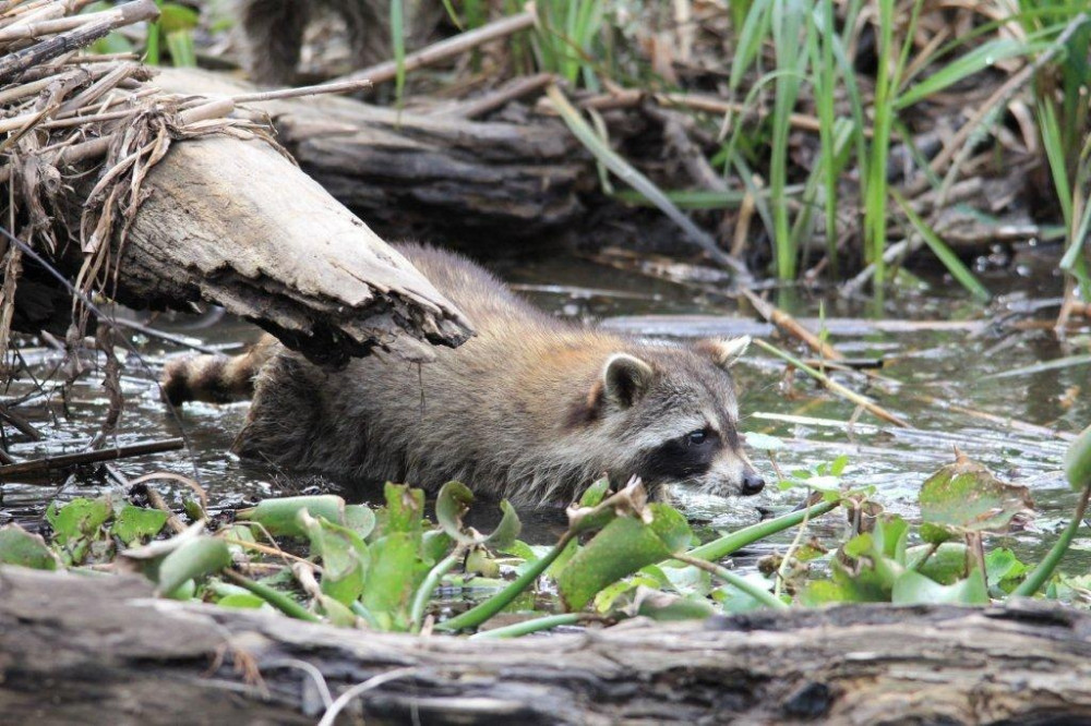 Cajun Pride Swamp tours