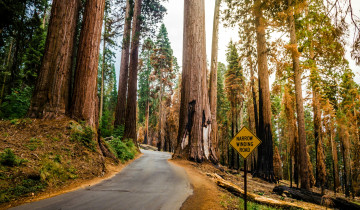 A picture of 5 Days - Yosemite Highlights Tour