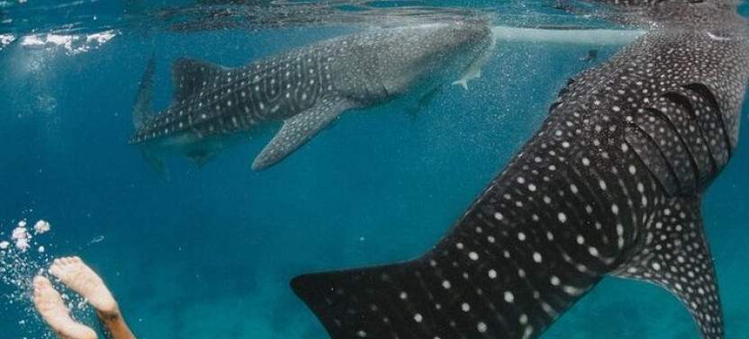 Oslob Whaleshark With Aguinid Falls Samboan Tour