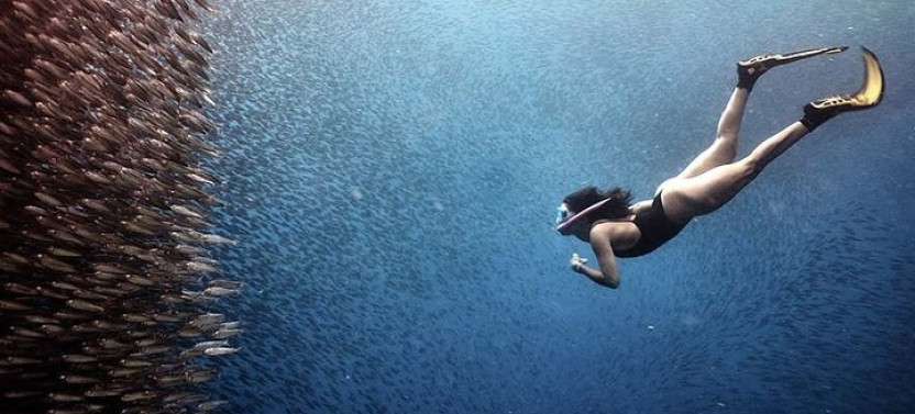 Whaleshark & Sumilon Is And Moalboal Marine Life Snorkeling Tour