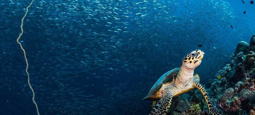 Moalboal Sardines And Turtle With Canyoneering In Kawasan Falls