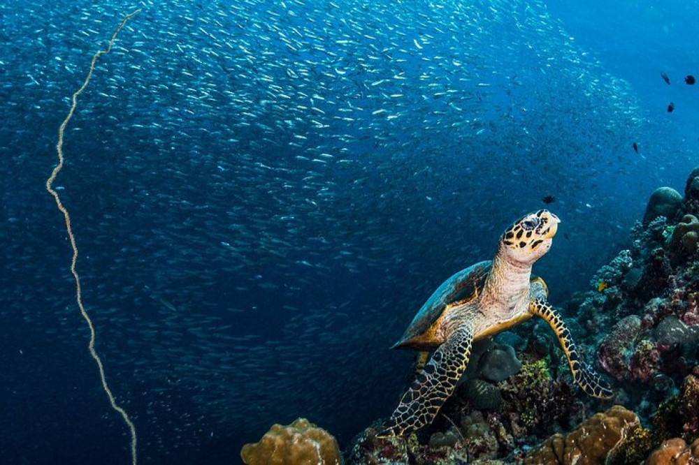 Moalboal Sardines And Turtle With Canyoneering In Kawasan Falls