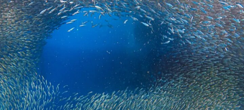 Moalboal Sardines And Turtle With Canyoneering In Kawasan Falls