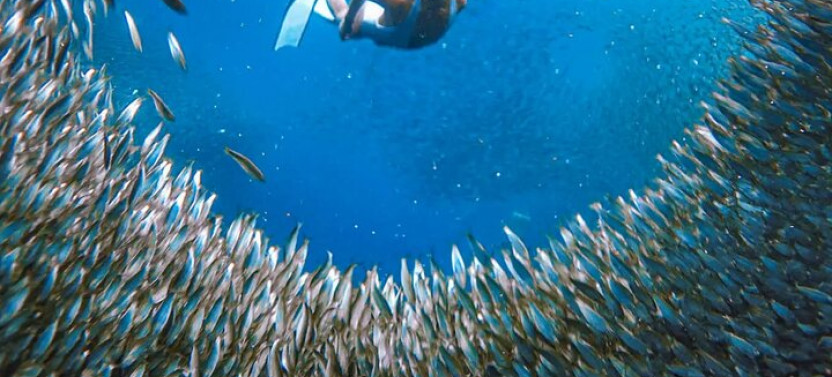Moalboal Sardines And Turtle With Canyoneering In Kawasan Falls