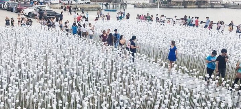 Heritage Tour With 10,000 Roses Via CCLEX