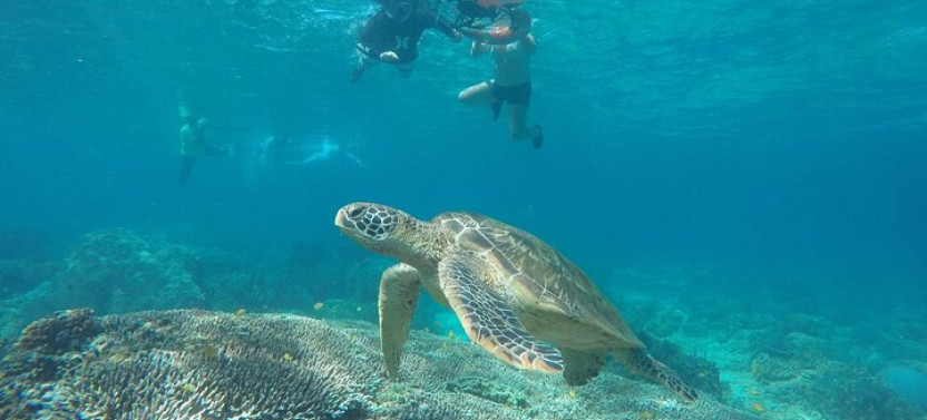 Full Day Apo Island Tour From Dumaguete