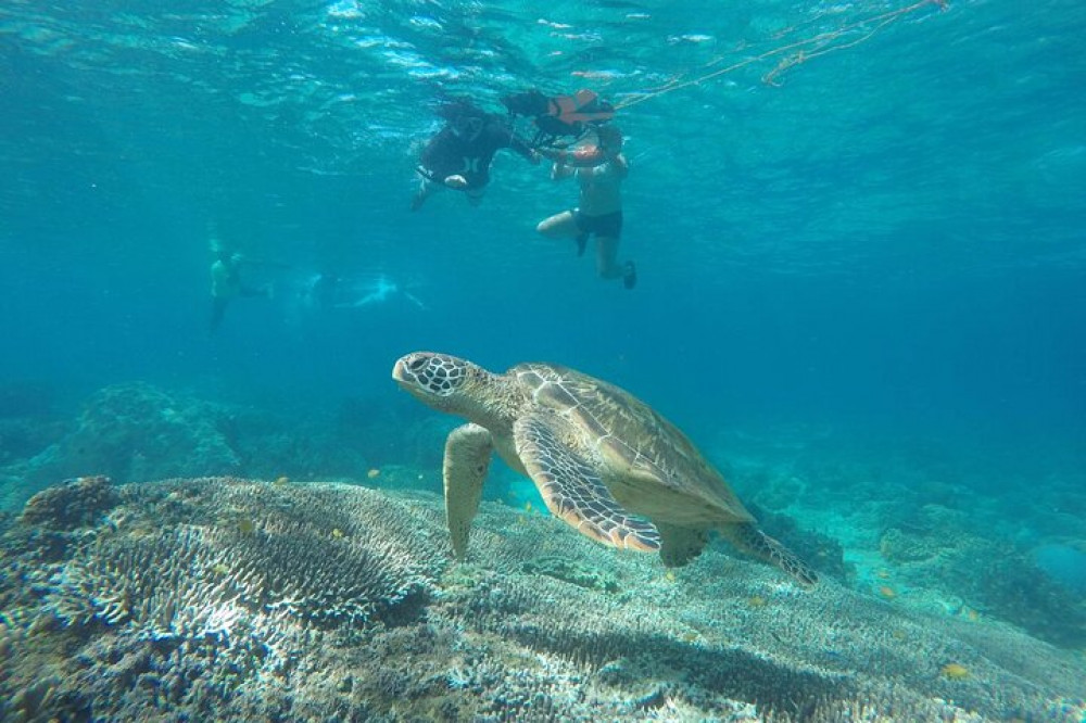 Full Day Apo Island Tour From Dumaguete