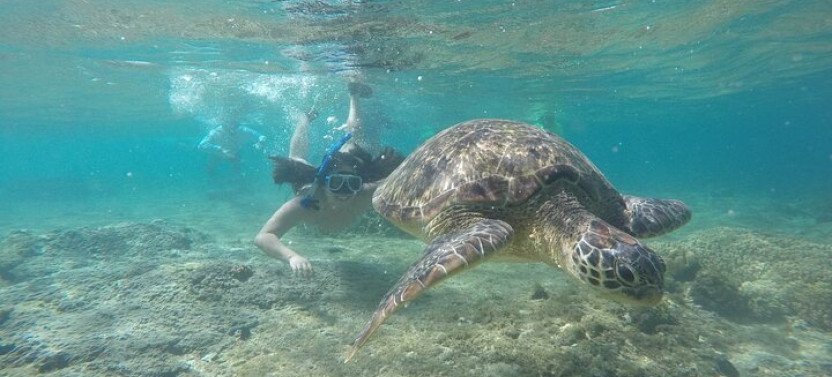 Full Day Apo Island Tour From Dumaguete