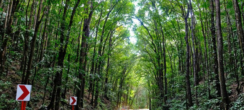 Bohol Chocolate Hills & Tarsier Tour With Lunch At Loboc River