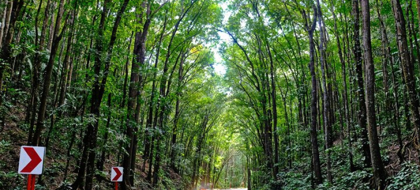 Full Day Private Tour To Bohol Countryside From Cebu City