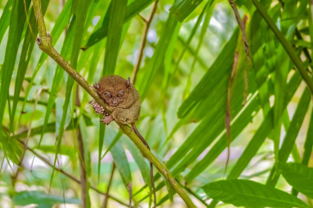 Full Day Private Tour To Bohol Countryside From Cebu City