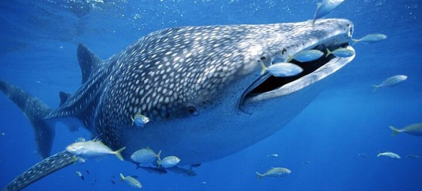 Oslob Whaleshark, Sumilon Sandbar & Tumalog Falls Tour With Lunch