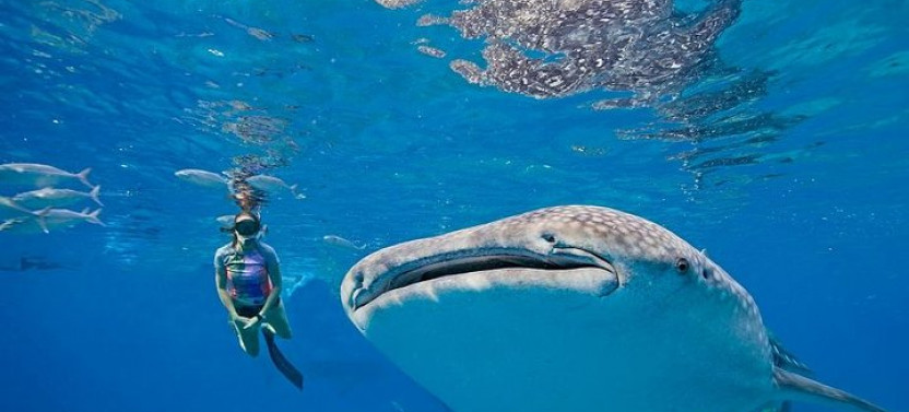 Oslob Whaleshark & Kawasan Falls Tour