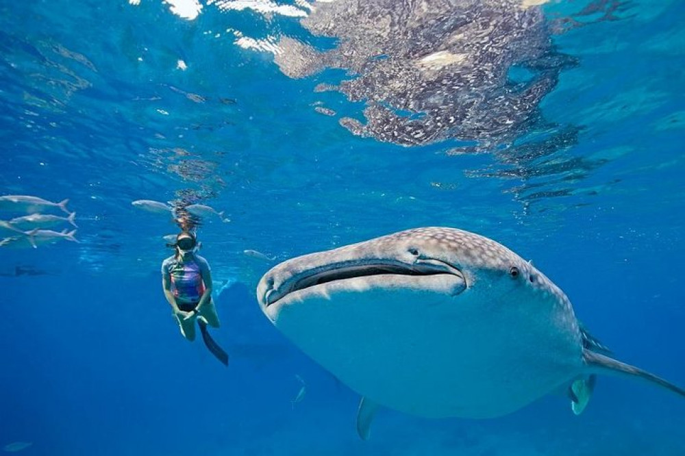 Explore Cebu Tours