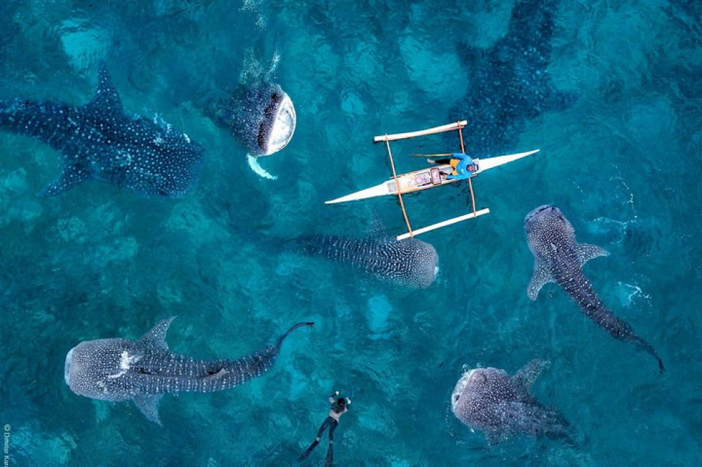 Island Escape Adventure