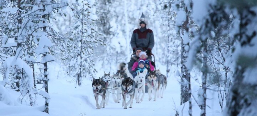 12 to 15KM Self Driven Husky Sled Adventure in Rovaniemi