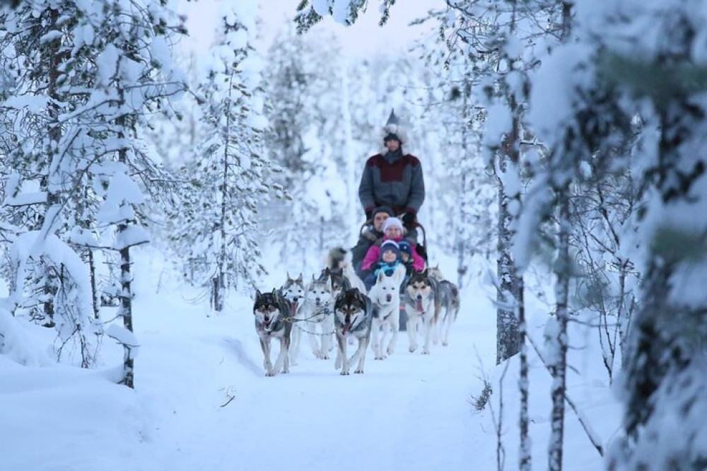 12 to 14KM Self Driven Husky Sled Adventure in Rovaniemi