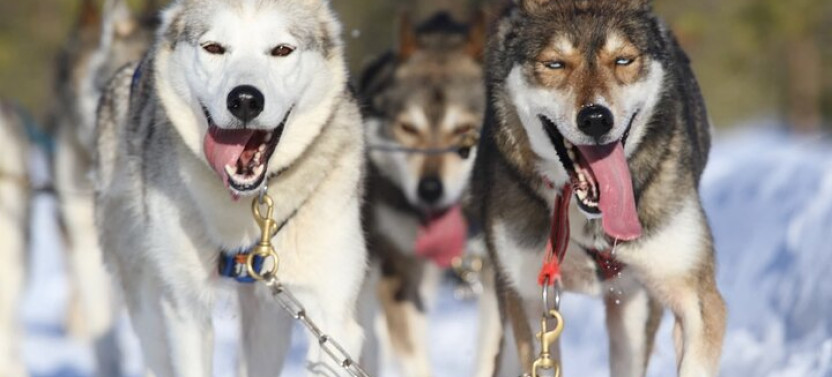 12 to 15KM Self Driven Husky Sled Adventure in Rovaniemi