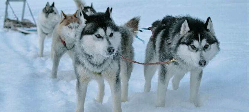 12 to 15KM Self Driven Husky Sled Adventure in Rovaniemi