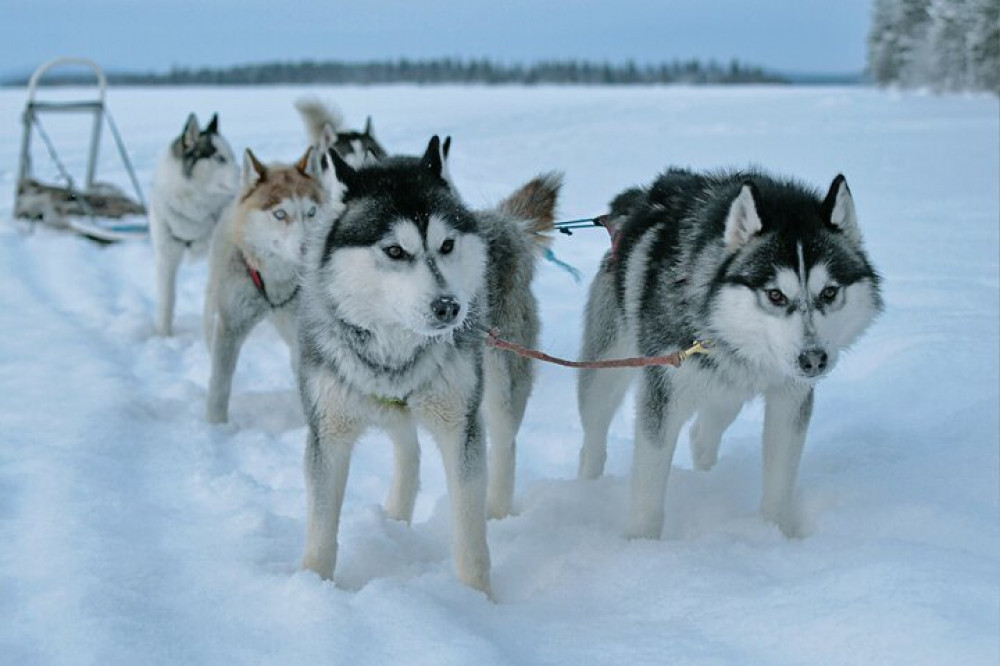 Wonderlapland Experiences Oy