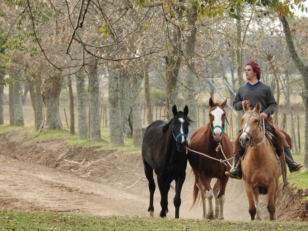 Private Authentic Argentinian Estancia Day Tour