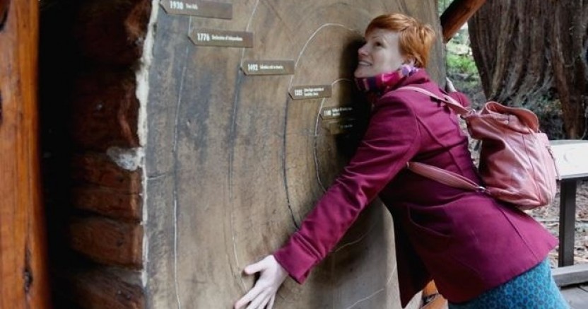 Muir Woods with Napa & Sonoma Wine Country