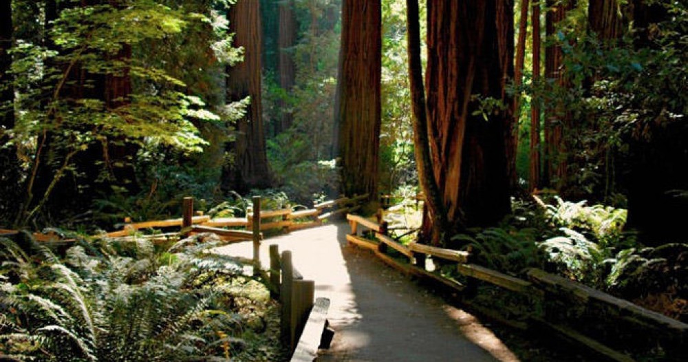 Muir Woods with Napa & Sonoma Wine Country