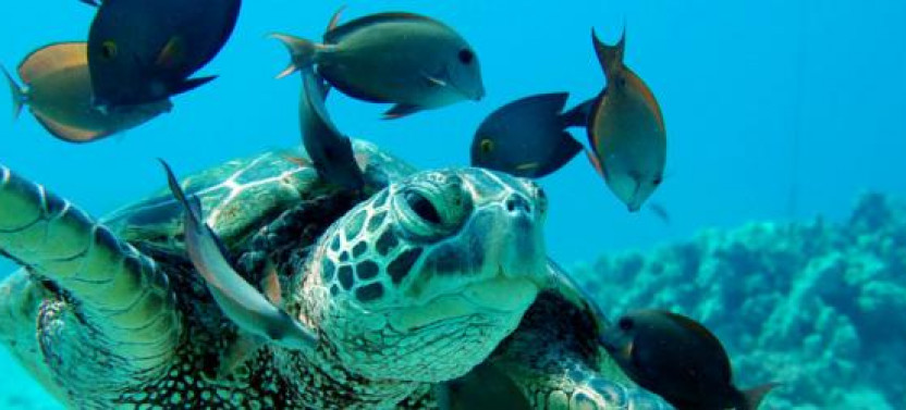 Rise & Dive: Morning Dolphin Watch and Snorkel Adventure with Hawaiian Meal