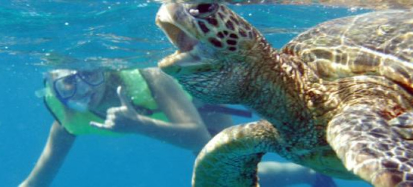 Afternoon Ocean Adventure: Wild Dolphins, Snorkeling & Island Flavors