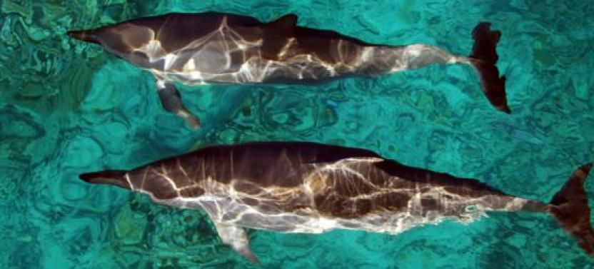 Afternoon Ocean Adventure: Wild Dolphins, Snorkeling & Island Flavors