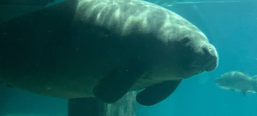Manatee Sightseeing & Wildlife Boat Tour