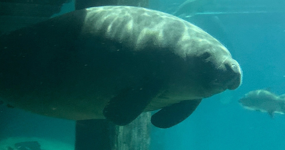 Manatee Sightseeing & Wildlife Boat Tour